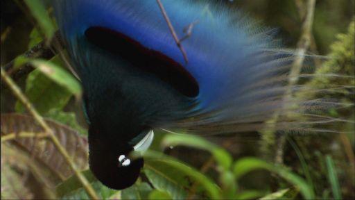 دانلود فیلم Birds of the Gods 2011 دانلود فیلم Birds of the Gods 2011